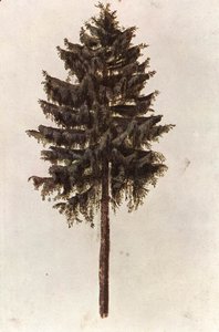 Picea abies boom door Albrecht Dürer